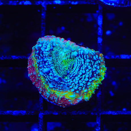 TSA Beetlejuice Bowerbankii Coral