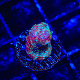 TSA Beetlejuice Bowerbankii Coral