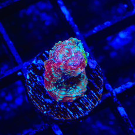 TSA Beetlejuice Bowerbankii Coral