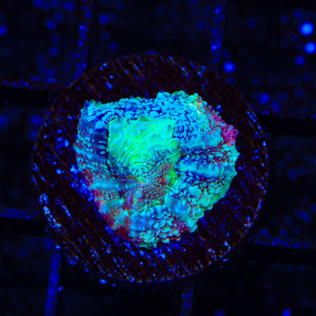 TSA Beetlejuice Bowerbankii Coral
