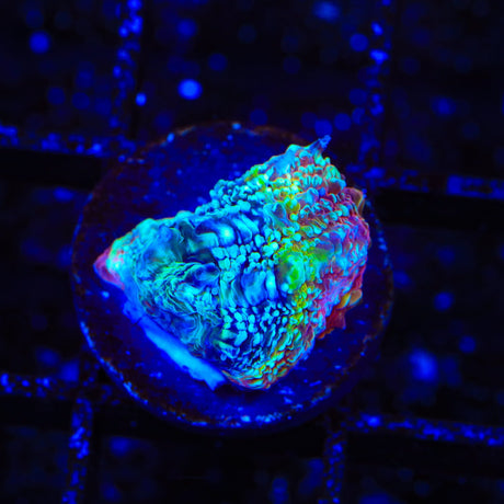 TSA Beetlejuice Bowerbankii Coral