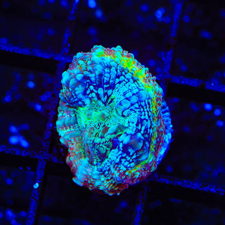 TSA Beetlejuice Bowerbankii Coral