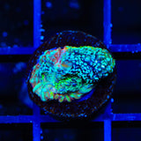 TSA Beetlejuice Bowerbankii Coral