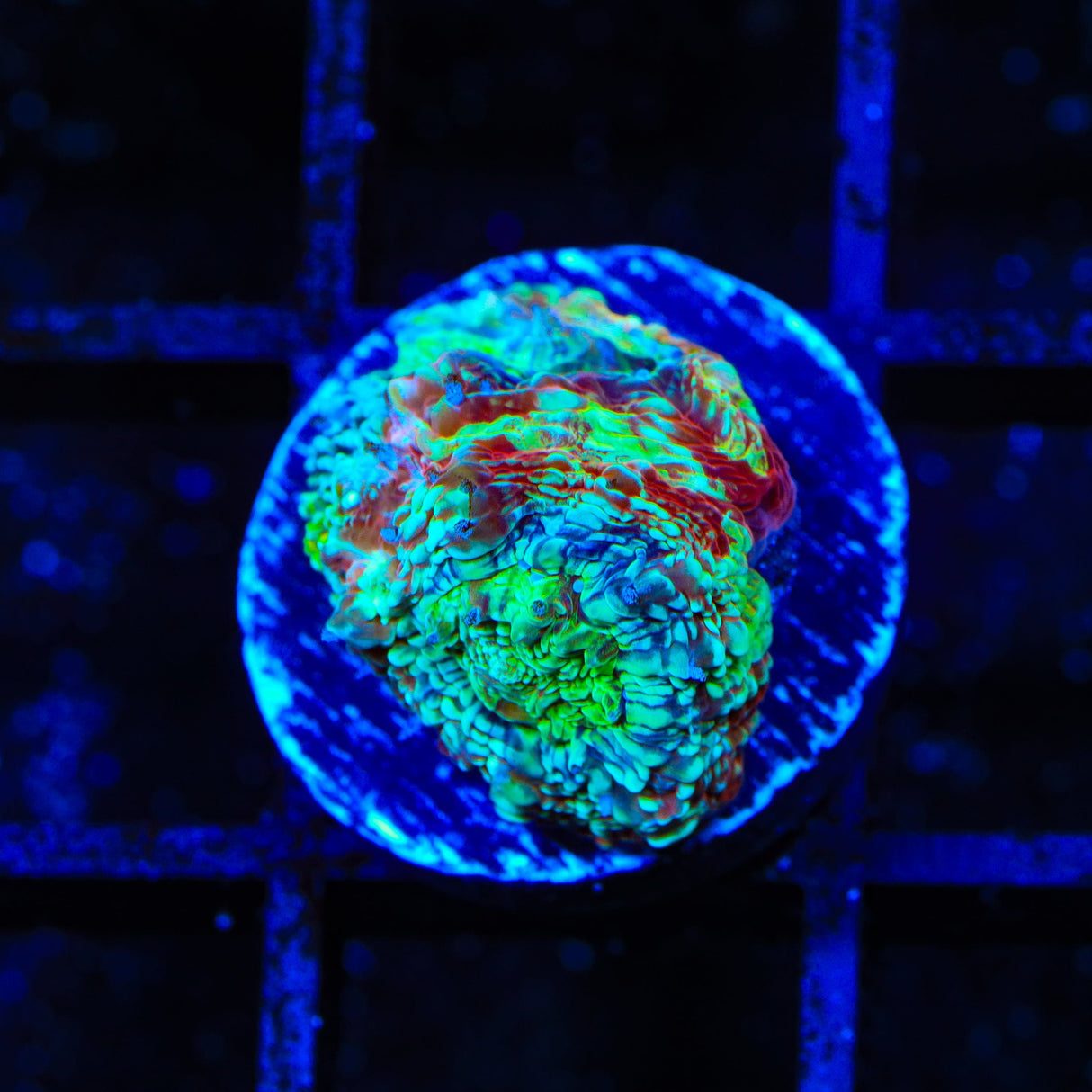 TSA Beetlejuice Bowerbankii Coral