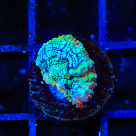 TSA Beetlejuice Bowerbankii Coral