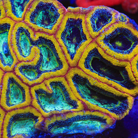 TSA Beetlejuice Bowerbankii Coral