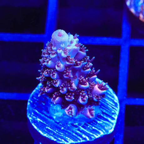 TSA Berry Blast Albro Acropora Coral