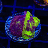 TSA Big Bang Favia Coral