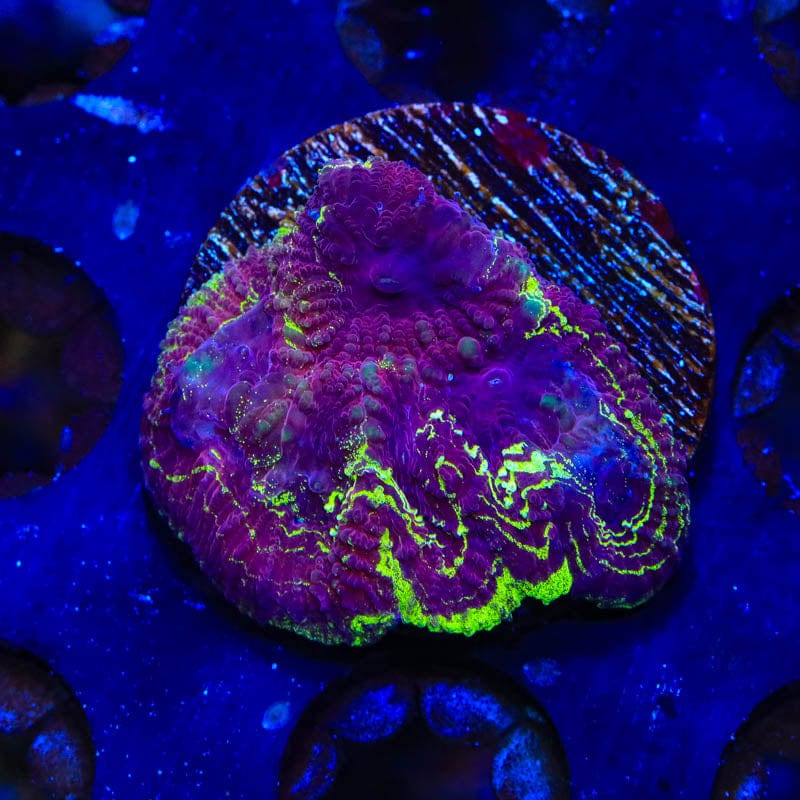 TSA Big Bang Favia Coral