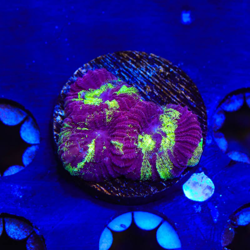 TSA Big Bang Favia Coral