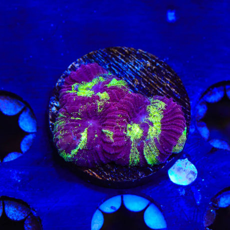 TSA Big Bang Favia Coral