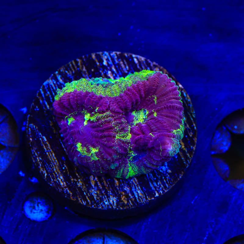 TSA Big Bang Favia Coral