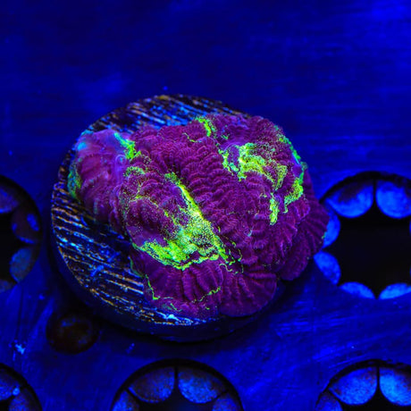 TSA Big Bang Favia Coral