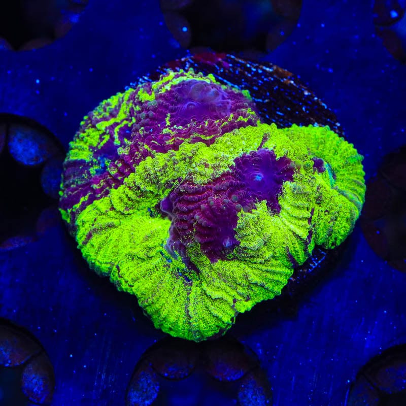 TSA Big Bang Favia Coral