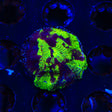 TSA Big Bang Favia Coral