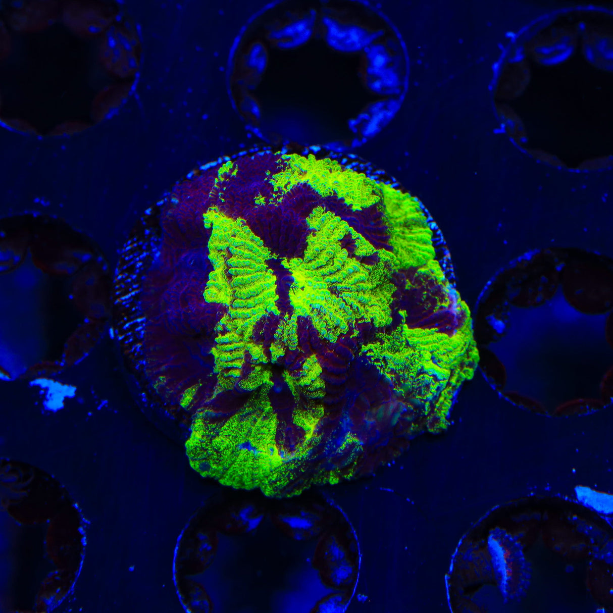 TSA Big Bang Favia Coral