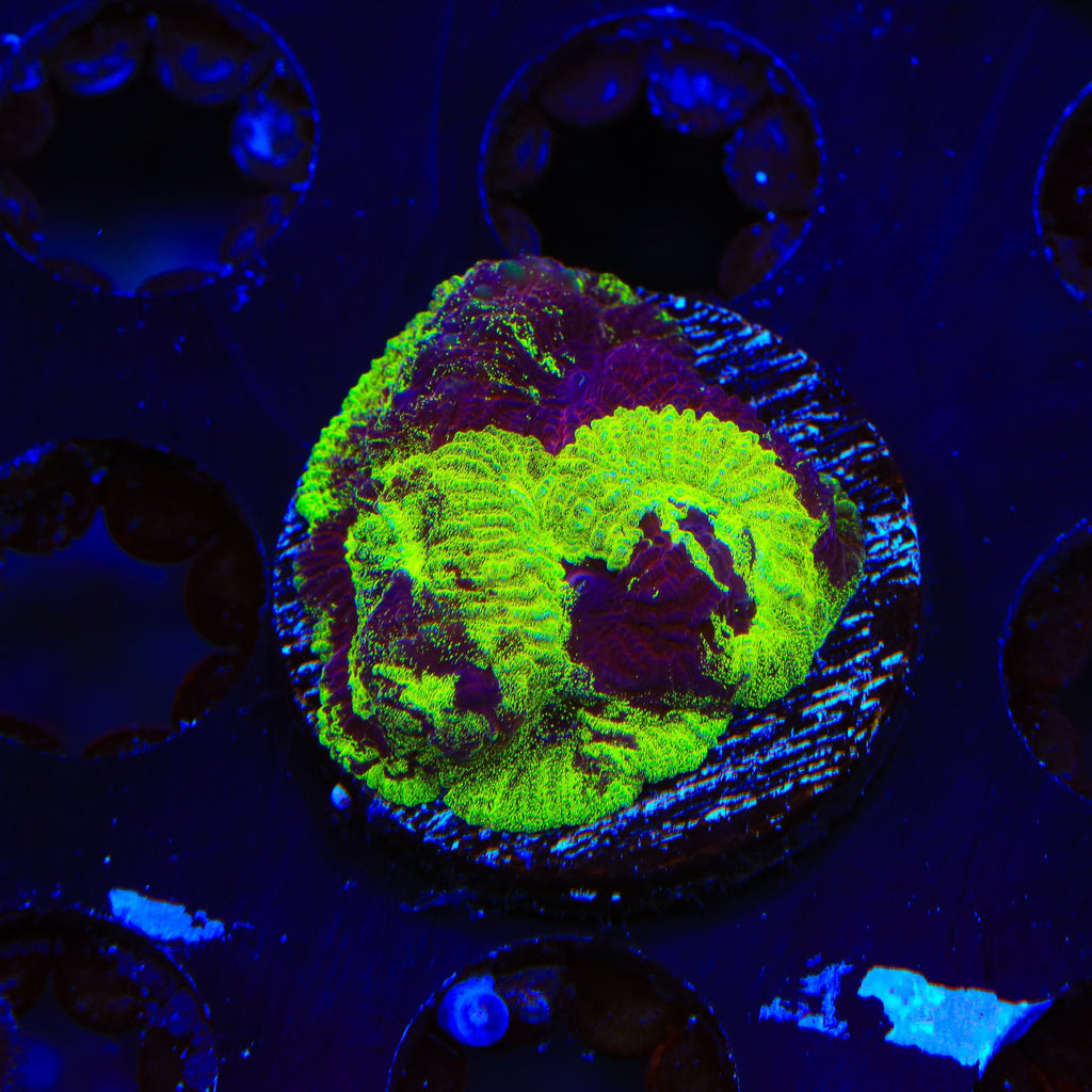 TSA Big Bang Favia Coral