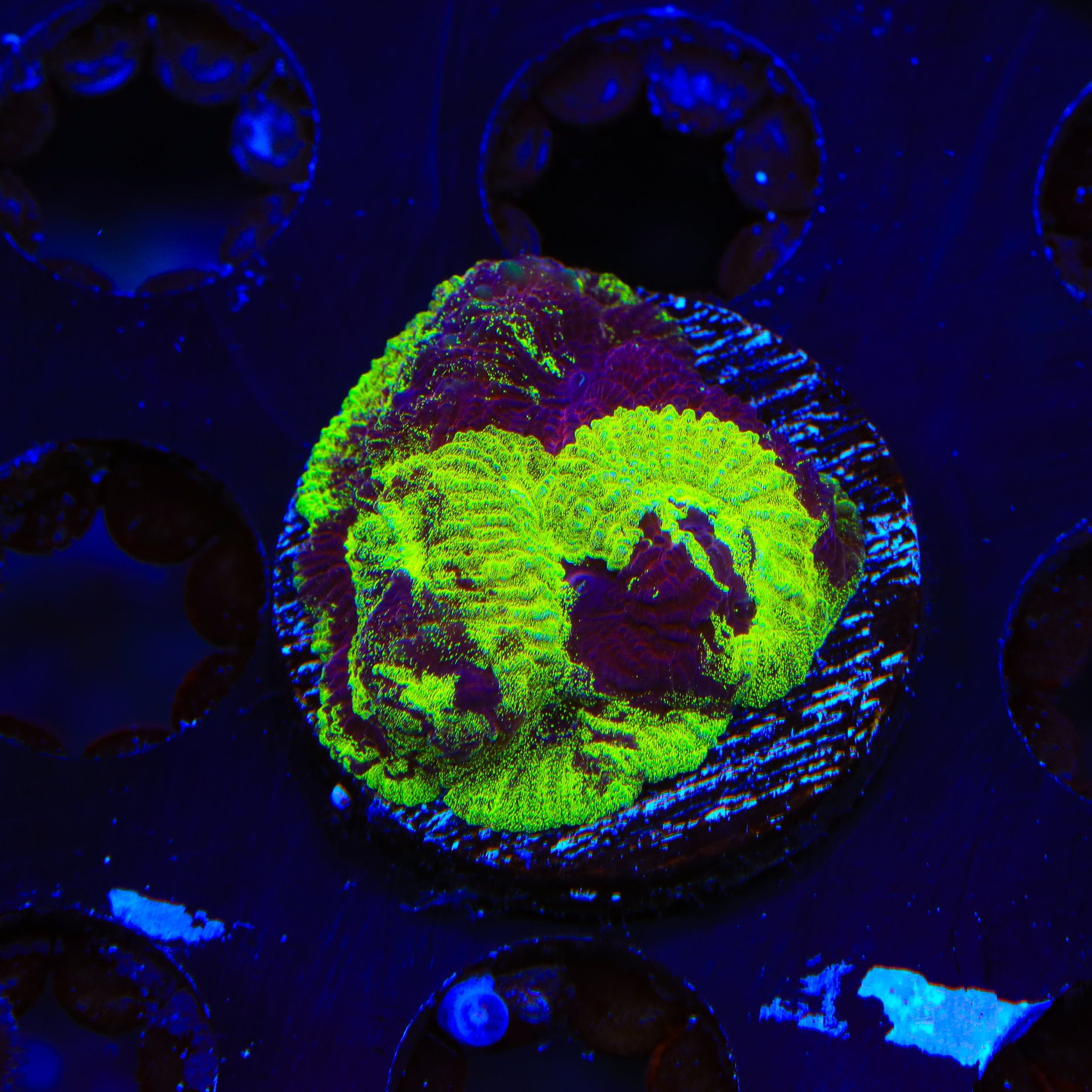 TSA Big Bang Favia Coral