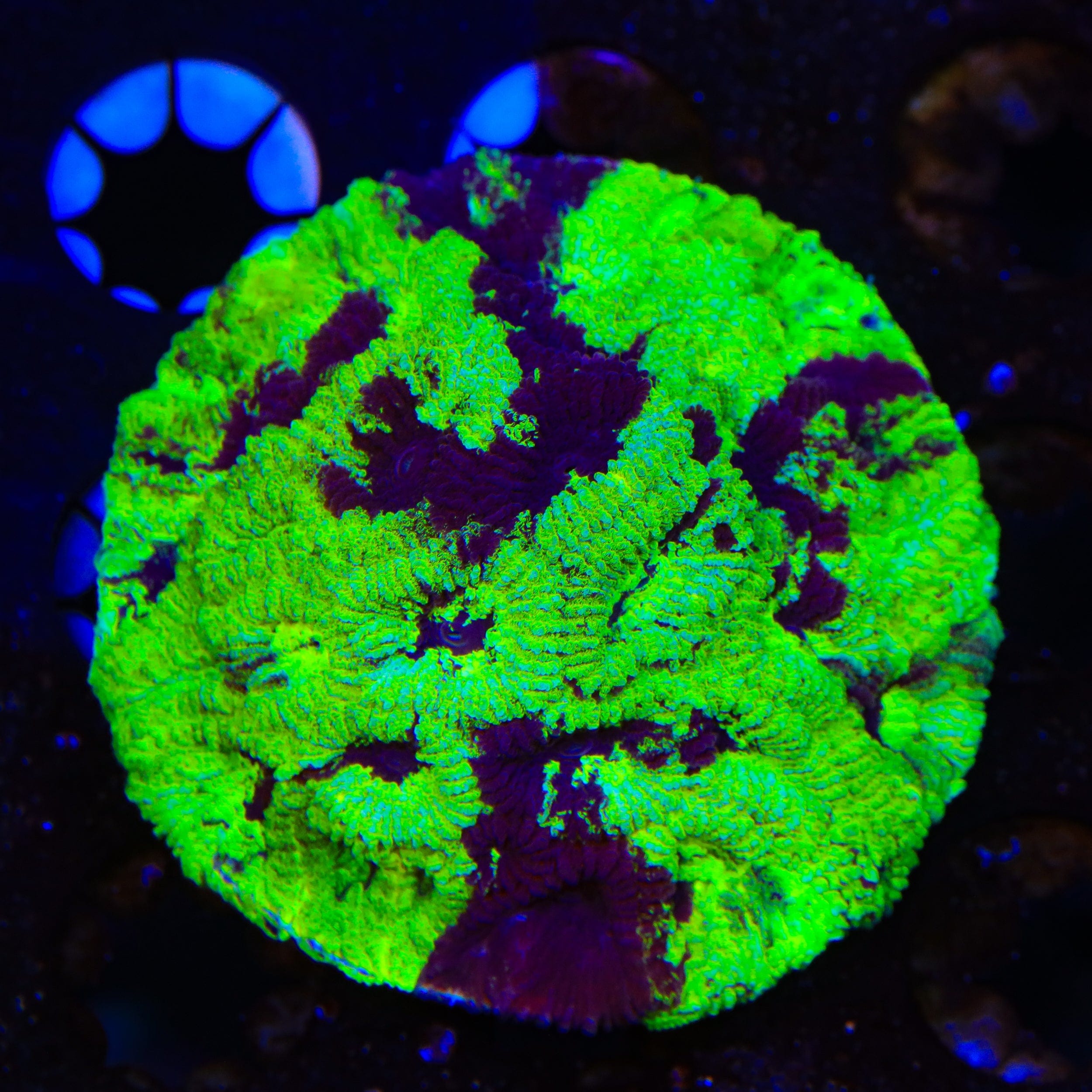 イロハモミジ　w TSA Big Bang Favia XL Frag Coral – Top Shelf Aquatics