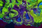 TSA Big Bang Favia XL Frag Coral