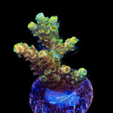 TSA Bill Murray Acropora Coral