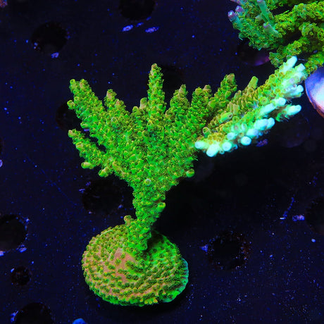 TSA Bill Murray Acropora Coral