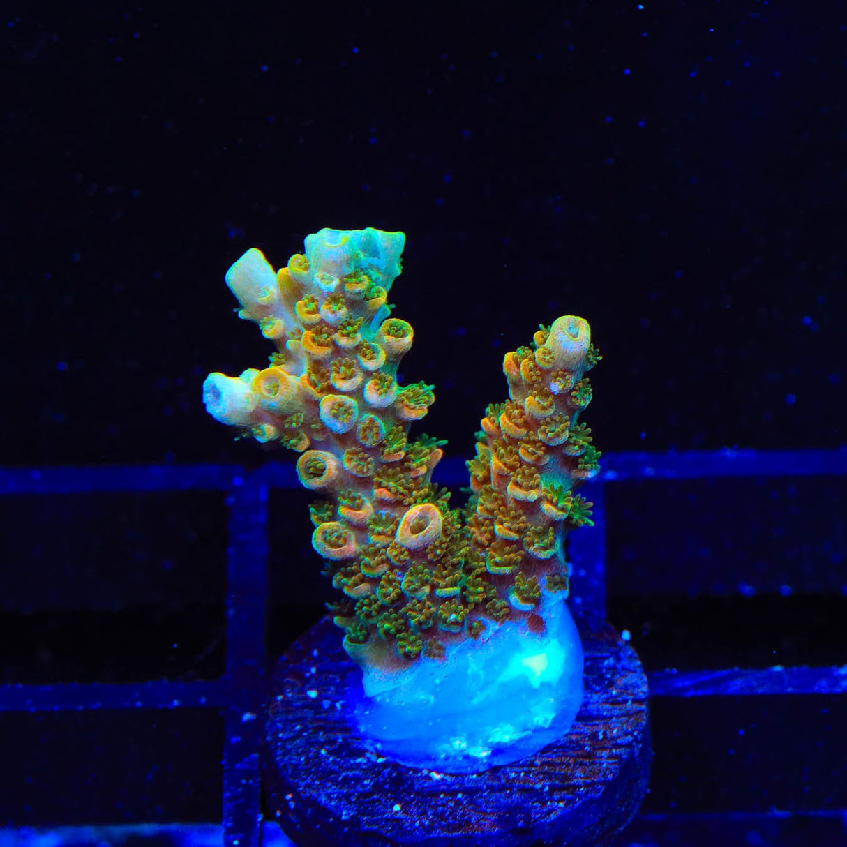 TSA Bill Murray Acropora Coral
