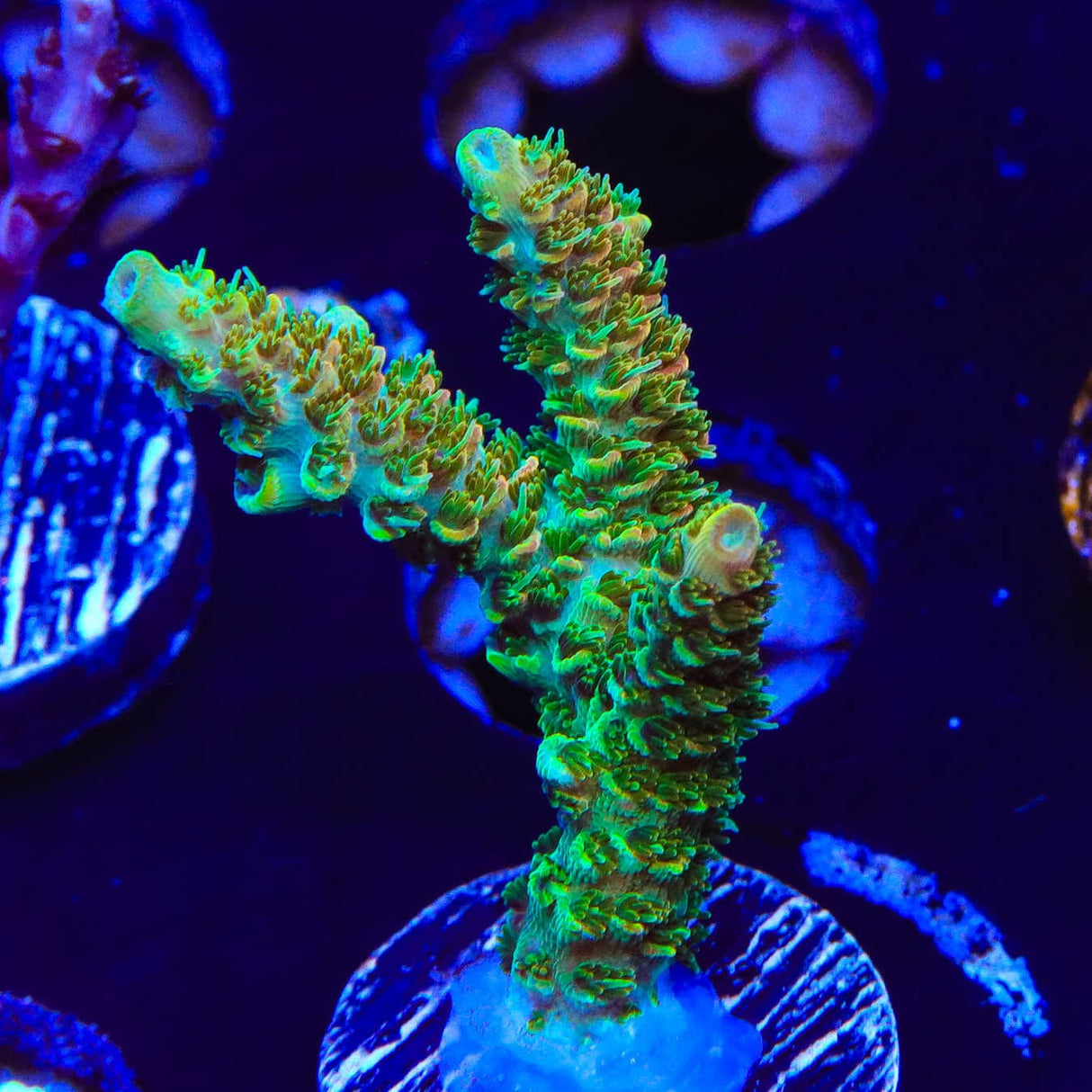 TSA Bill Murray Acropora Coral