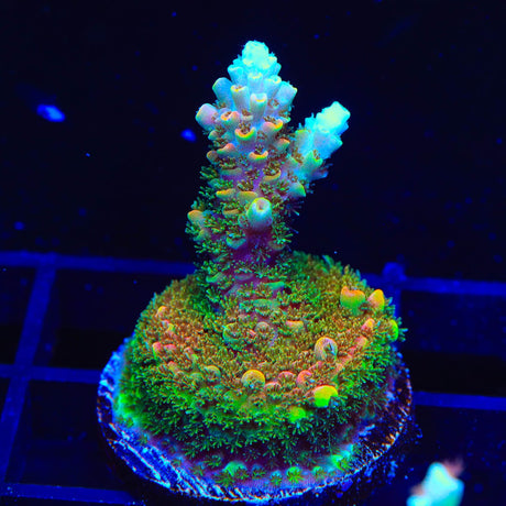 TSA Bill Murray Acropora Coral