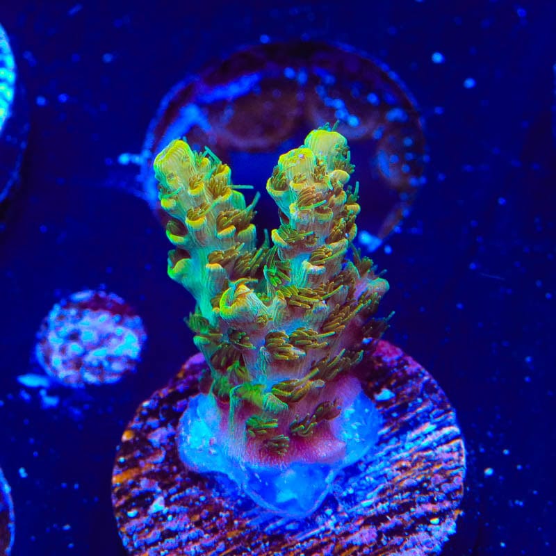 TSA Bill Murray Acropora Coral