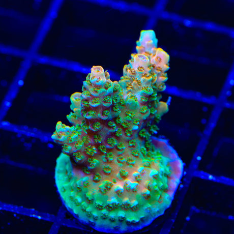 TSA Bill Murray Acropora Coral