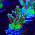 TSA Bill Murray Acropora Coral