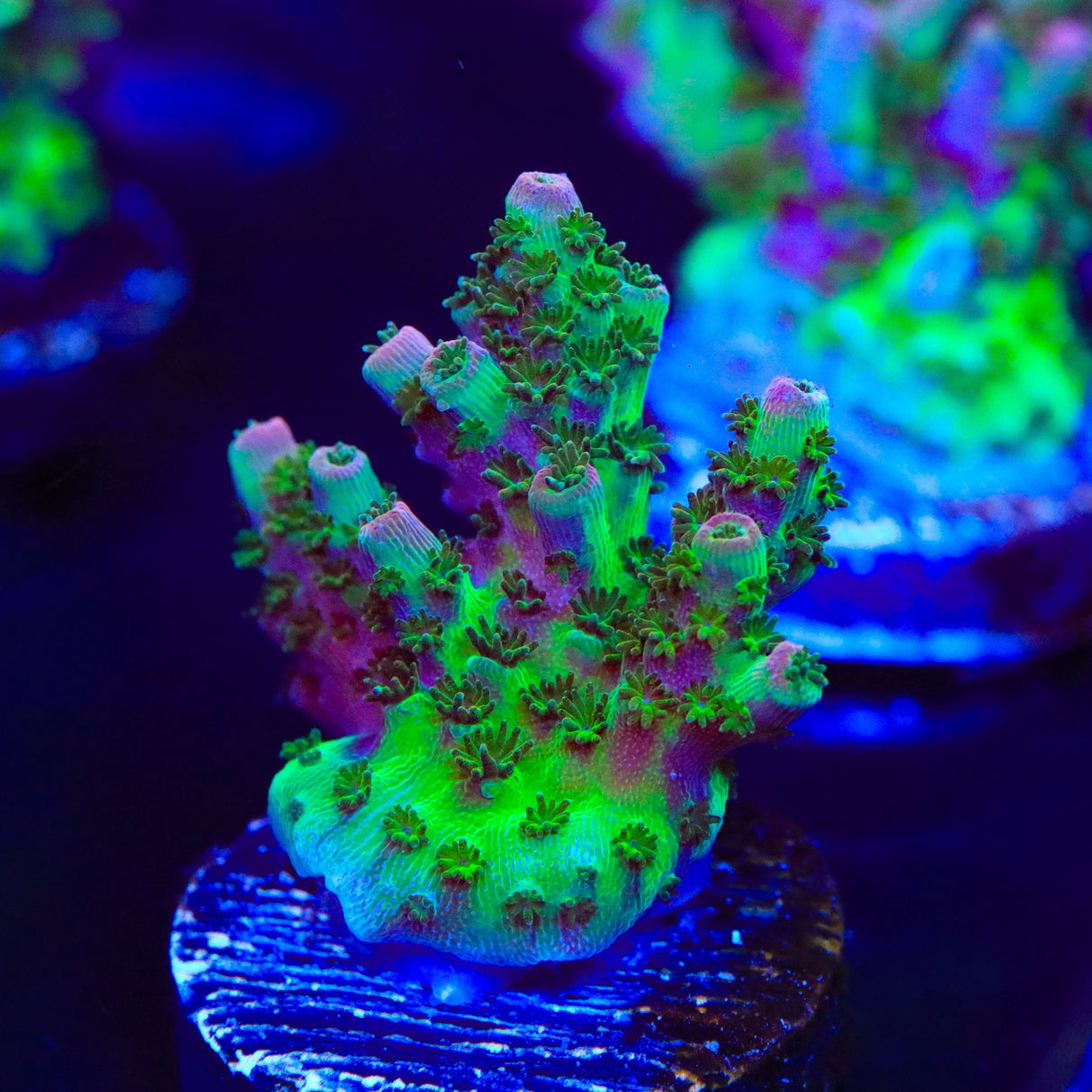 TSA Bill Murray Acropora Coral