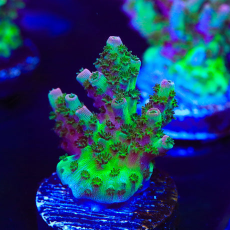 TSA Bill Murray Acropora Coral