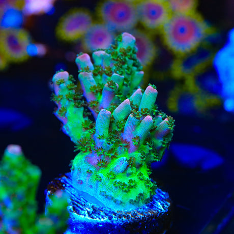 TSA Bill Murray Acropora Coral
