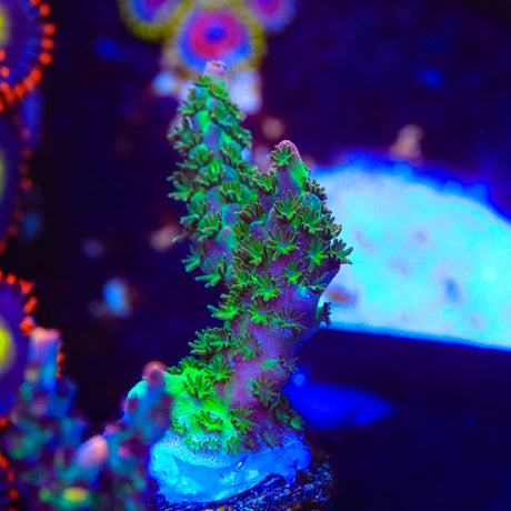 TSA Bill Murray Acropora Coral