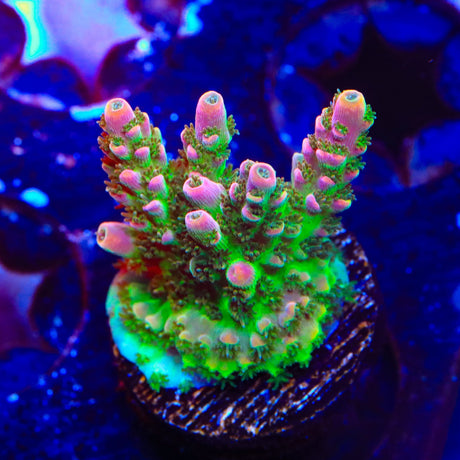 TSA Bill Murray Acropora Coral