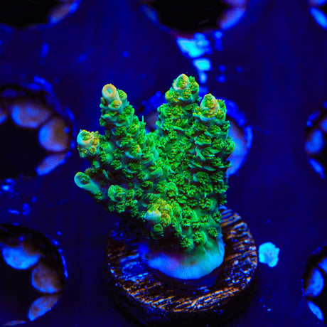 TSA Bill Murray Acropora XL Frag Coral