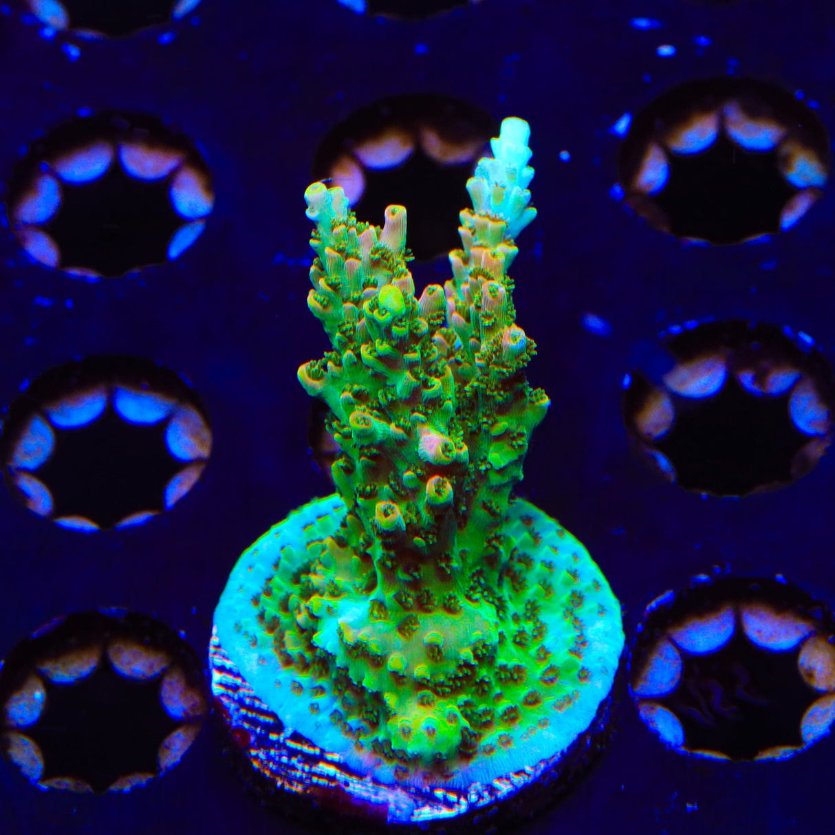 TSA Bill Murray Acropora XL Frag Coral