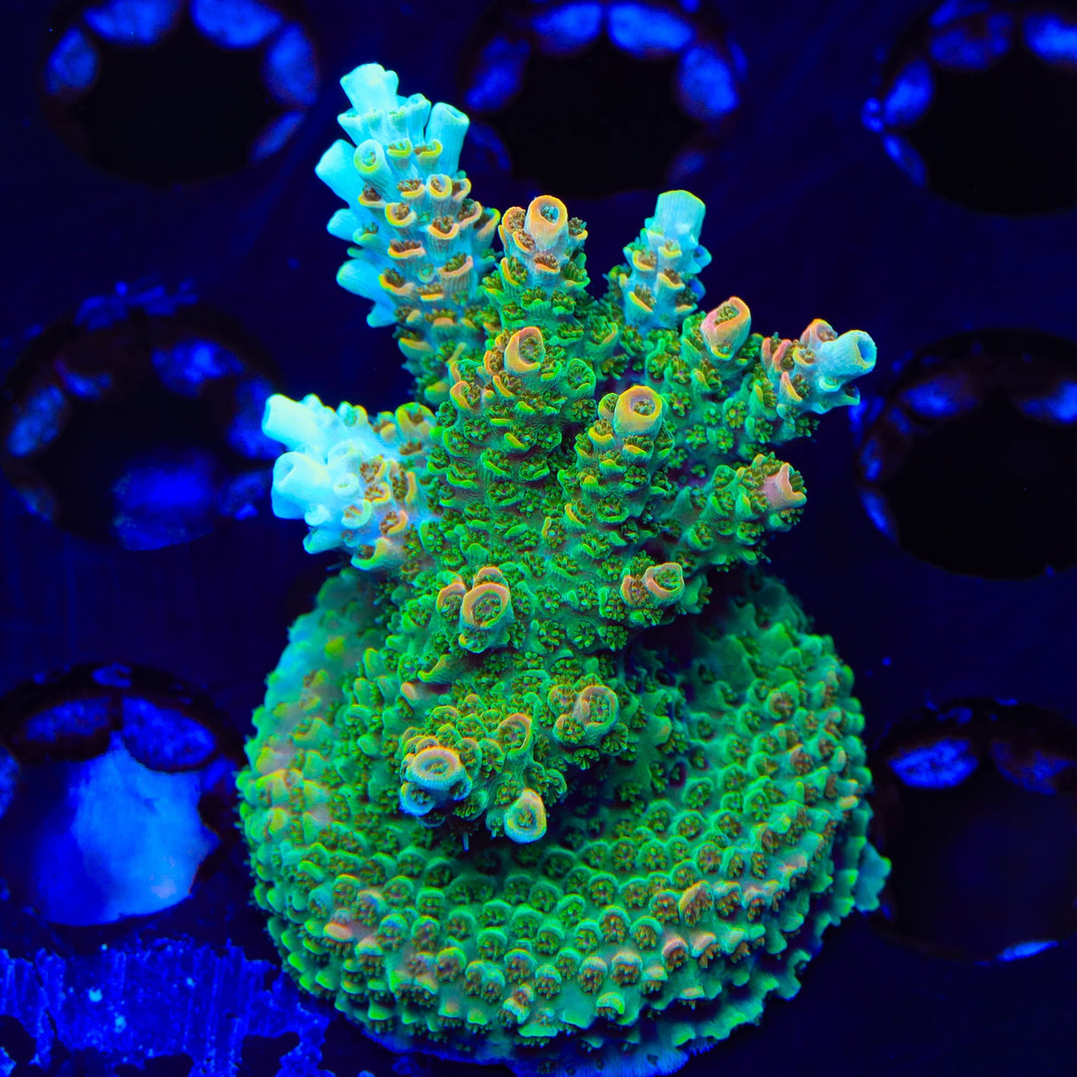 TSA Bill Murray Acropora XL Frag Coral