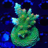 TSA Bill Murray Acropora XL Frag Coral