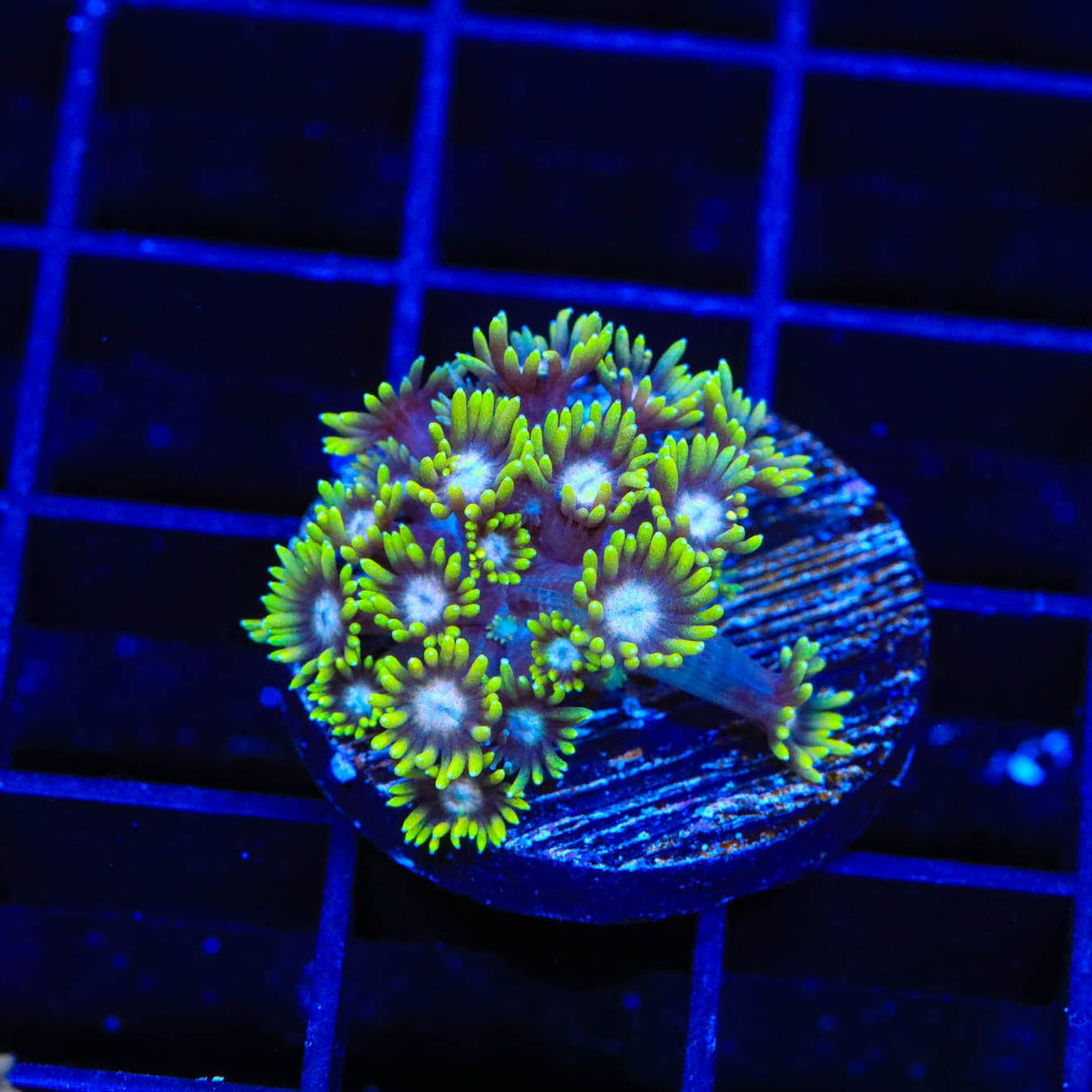 TSA Birthday Cake Goniopora Coral