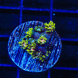 TSA Birthday Cake Goniopora Coral