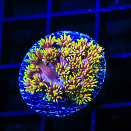 TSA Birthday Cake Goniopora Coral