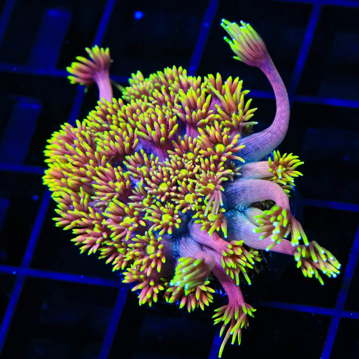 TSA Birthday Cake Goniopora Coral
