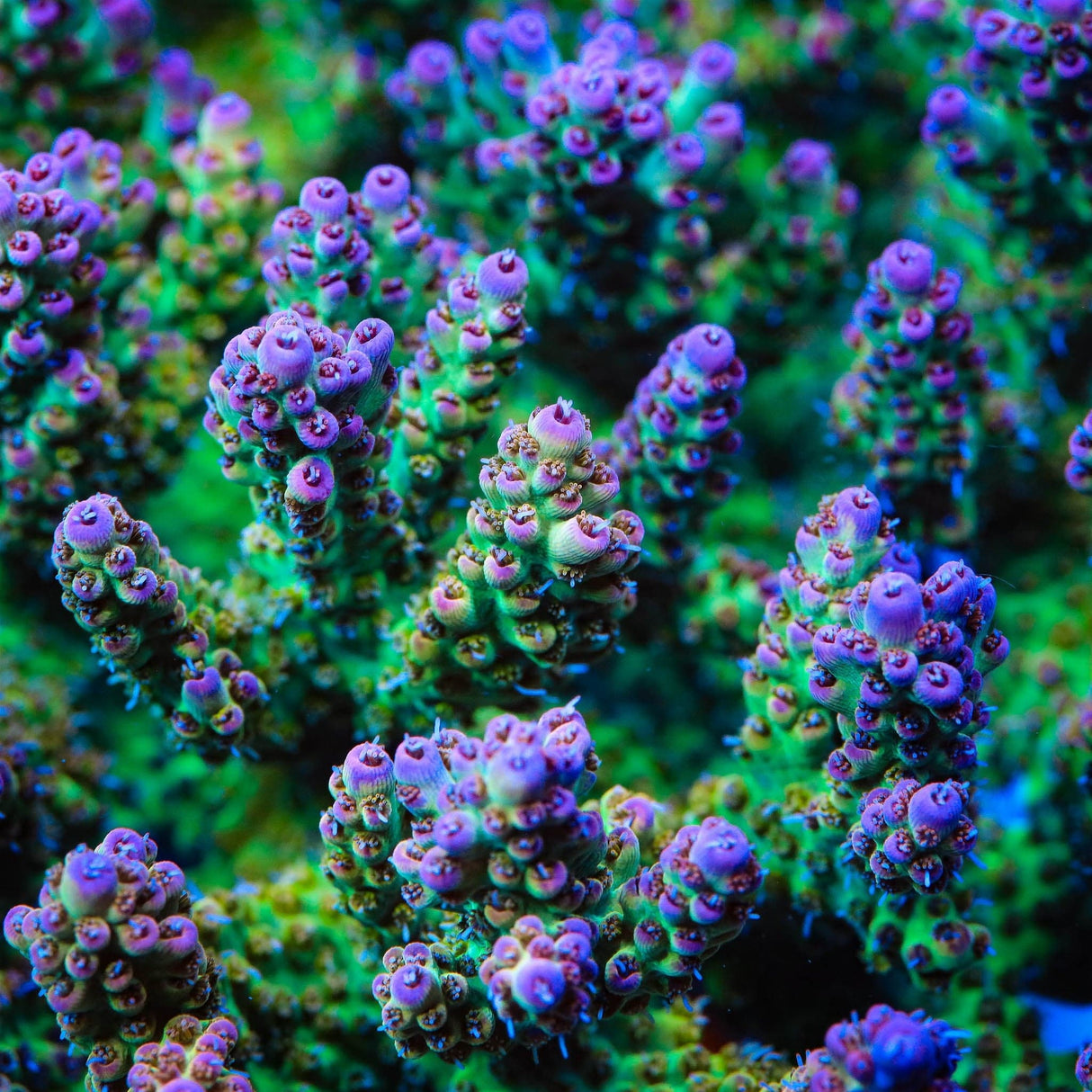 TSA Birthday Cake Goniopora Coral