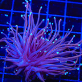 TSA Bizzaro Torch Coral