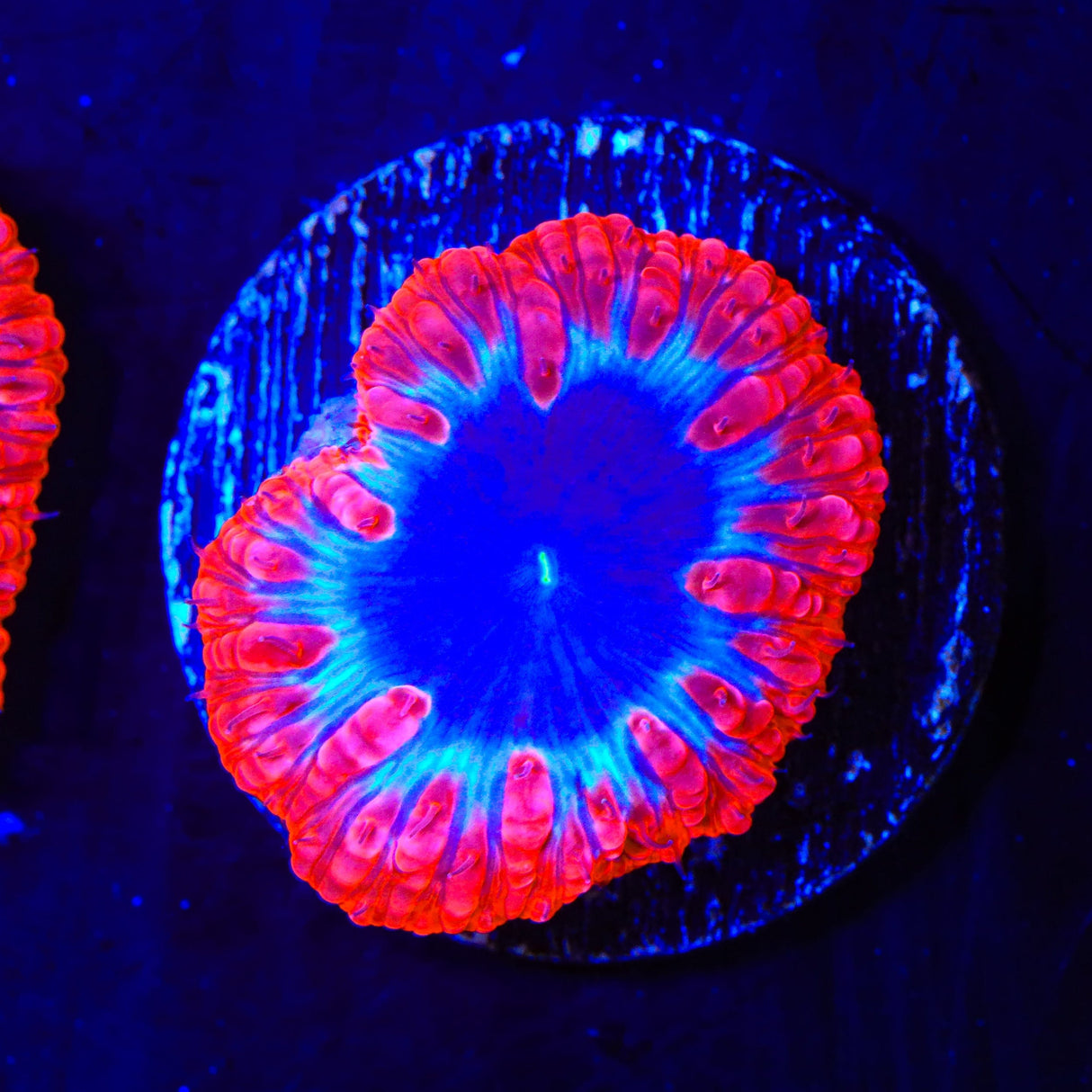 TSA Black Hole Blastomussa