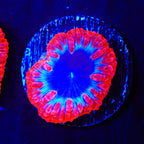 TSA Black Hole Blastomussa