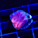TSA Black Lotus Pectinia Coral